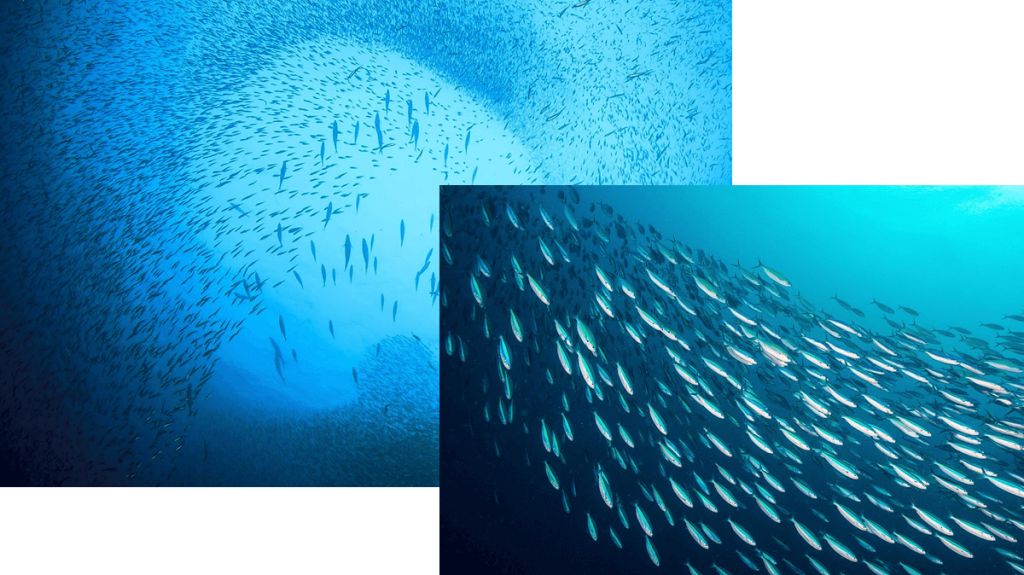 Two images show schools of small pelagic fish such as sardines or herring. What’s the most sustainable kind of seafood?