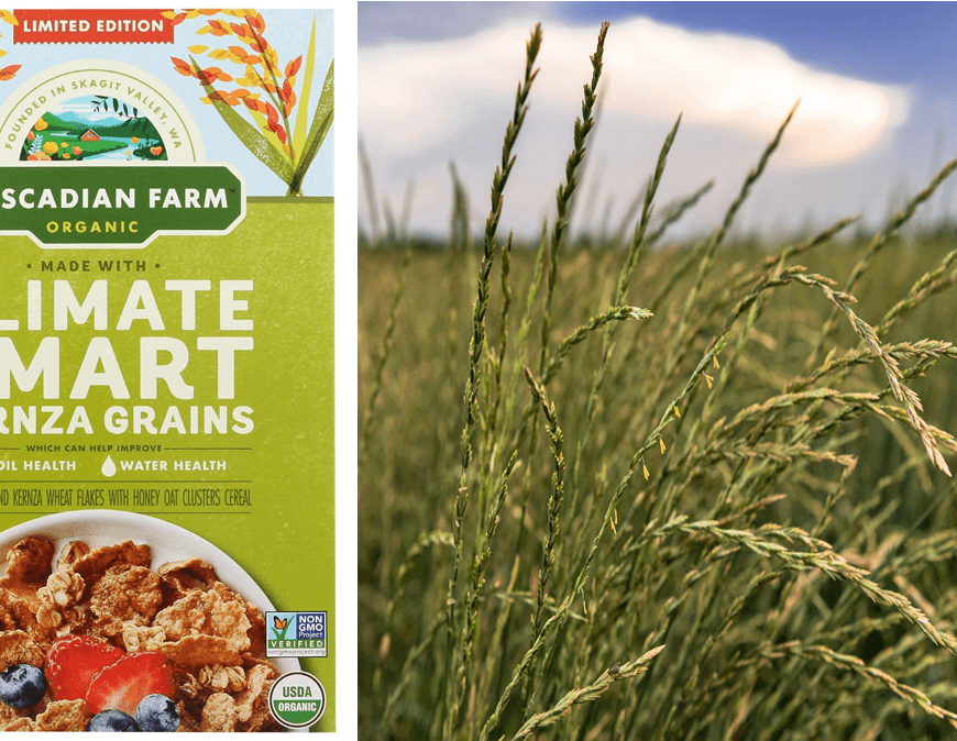 A picture of Cascadian Farm Climate Smart cereal containing Kernza grains is shown next to a picture of a field of Kernza wheatgrass. What is Kernza and is it sustainable?