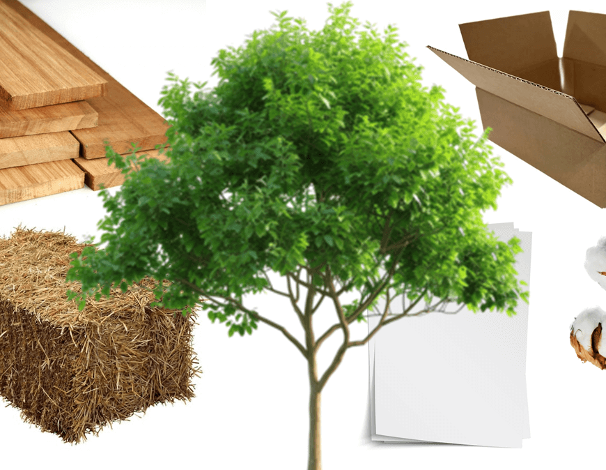 A montage of images shows cellulose in various forms - planks of wood, a bale of straw, a cardboard box, pages of paper, a cotton plant and, in the center, a large tree. Why is cellulose so important?
