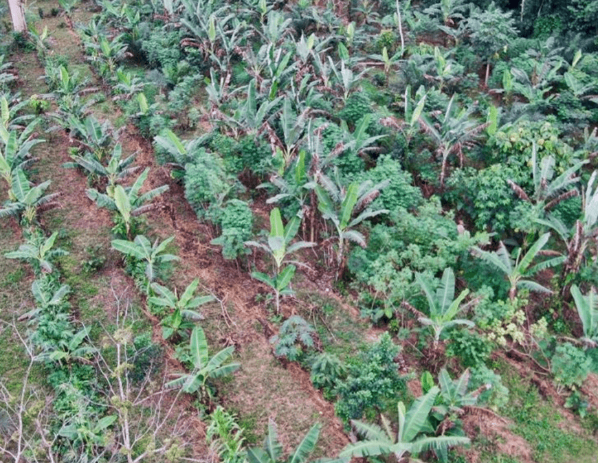 An aerial view of a plot of land containing several different trees and other plants, following the idea of Dynamic Agroforestry.